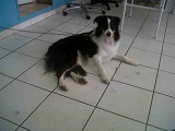 bordercollie