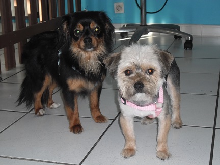 chien1