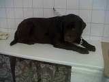 cooper