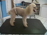 princecaniche