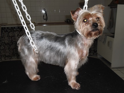 york coupe westie